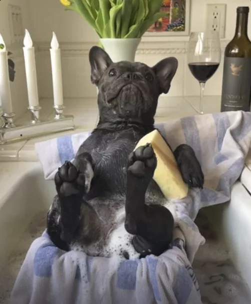 Frenchie Fabulous Spa Adventure !
